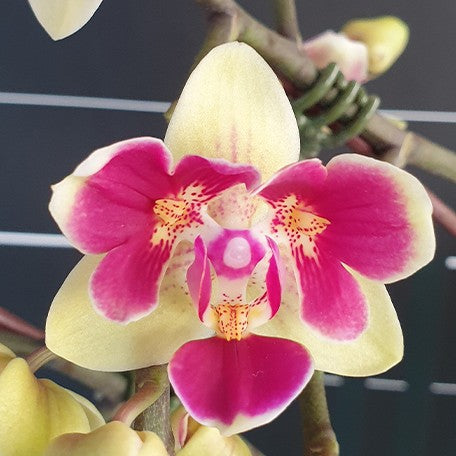 176307945531-Phal.%20Sogo%20Yellowtris%20'3%20lips'%20%E6%9C%88%E9%91%BC%20'%E4%B8%89%E5%94%87%E7%93%A3'%20%E8%8A%B13.jpg