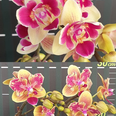 176307945533-Phal.%20Sogo%20Yellowtris%20'3%20lips'%20%E6%9C%88%E9%91%BC%20'%E4%B8%89%E5%94%87%E7%93%A3'%20%E8%8A%B11.jpg