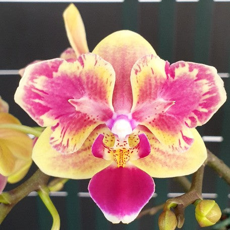 176308012963-Phal.%20Sogo%20Yellowtris%20'Peloric'%20%E6%9C%88%E9%91%BC%20'%E8%8A%B1%E8%AE%8A%E7%95%B0'%20%E8%8A%B12.jpg