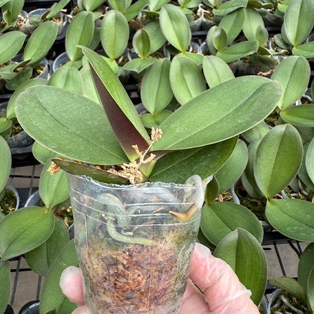 176310726721-Phal.%20Shalu%20Rose%20%C3%97%20Yu%20Pin%20Fire%20Works%20%E6%A4%8D%E6%A0%AA2.5''1.jpg
