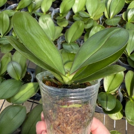 176310811787-Phal.%20Jungo%20Candy%20%E6%A4%8D%E6%A0%AA2.5''2.jpg