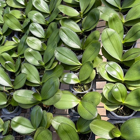 176310811794-Phal.%20Jungo%20Candy%20%E6%A4%8D%E6%A0%AA2.5''1.jpg