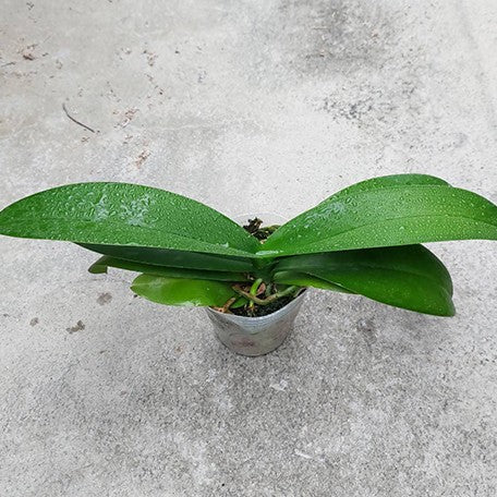 176351170171-Phal.%20Younghome%20Little%20Snow%20%E6%A4%8D%E6%A0%AA3''1.jpg