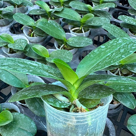 176354117932-Phal.%20Lioulin%20Grape%20%E6%A4%8D%E6%A0%AA2.5''%202.jpg