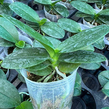 176354117976-Phal.%20Lioulin%20Grape%20%E6%A4%8D%E6%A0%AA2.5''%201.jpg