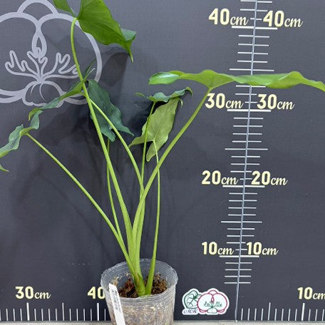 176361051327-Alocasia%20farisii%20%E6%A4%8D%E6%A0%AA3''1.jpg