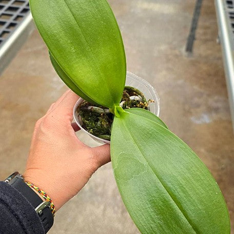 176371587928-Phal.%20Sogo%20Relex%20'1661'%20%E6%A4%8D%E6%A0%AA2.5''1.jpg