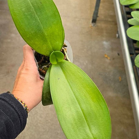 176371587928-Phal.%20Sogo%20Relex%20'1661'%20%E6%A4%8D%E6%A0%AA2.5''3.jpg
