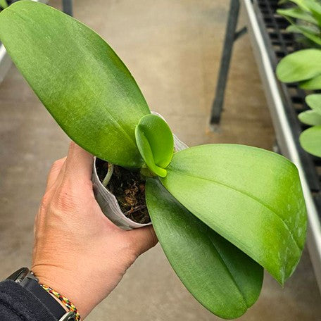 176371587937-Phal.%20Sogo%20Relex%20'1661'%20%E6%A4%8D%E6%A0%AA2.5''2.jpg