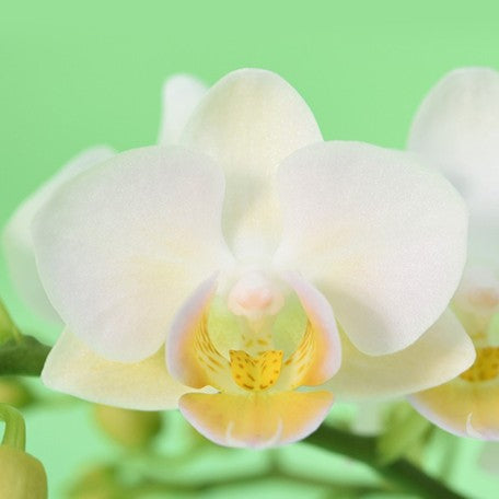 176394872968-Phal.%20Younghome%20Little%20Snow%20%E8%8A%B11.jpg