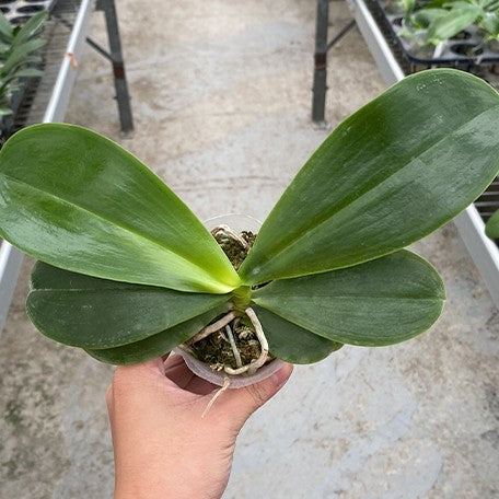 176395581687-Phal.%20Meidarland%20Castle%20Queen%20'Victory'%20%E6%A4%8D%E6%A0%AA2.5''1.jpg