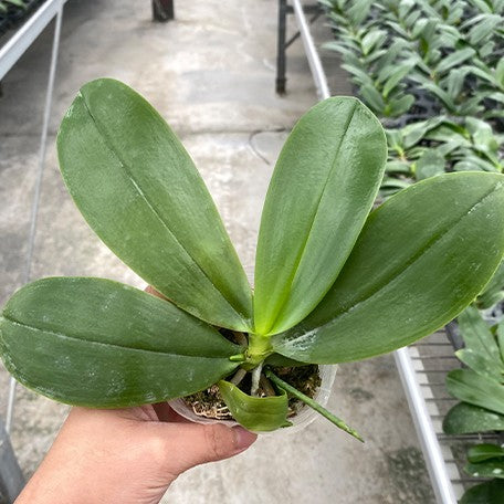 176396258826-Phal.%20Lyndon%20Mix%20Zebra%20'875'%20%E6%A4%8D%E6%A0%AA2.5''1.jpg