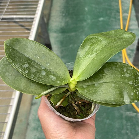 176396589066-Phal.%20Lyndon%20Mix%20Zebra%20'811'%20%E6%A4%8D%E6%A0%AA2.5''1.jpg