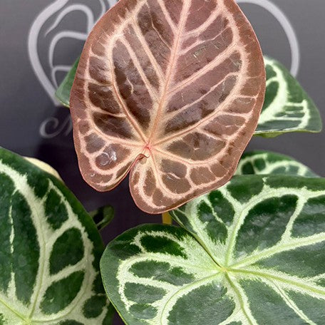 176405837458-Anthurium%20Red%20Crystallinum%20%C3%97%20'Silver%20Blush'%20%E8%8A%B12.jpg