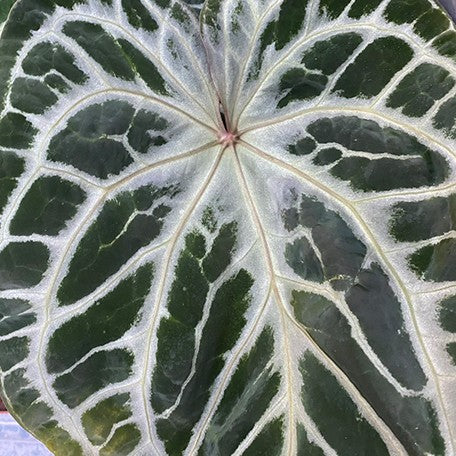 176405837465-Anthurium%20Red%20Crystallinum%20%C3%97%20'Silver%20Blush'%20%E8%8A%B11.jpg