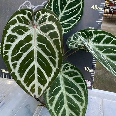 176405837487-Anthurium%20Red%20Crystallinum%20%C3%97%20'Silver%20Blush'%20%E8%8A%B14.jpg
