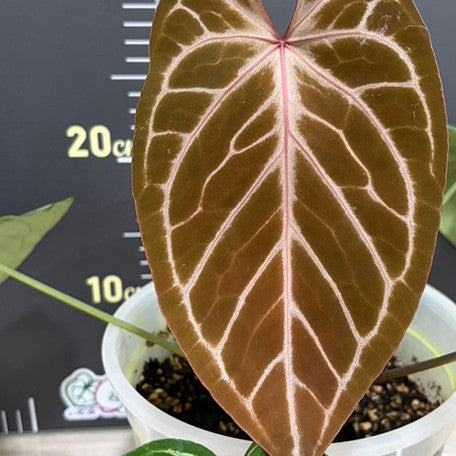 176405837488-Anthurium%20Red%20Crystallinum%20%C3%97%20'Silver%20Blush'%20%E8%8A%B16.jpg