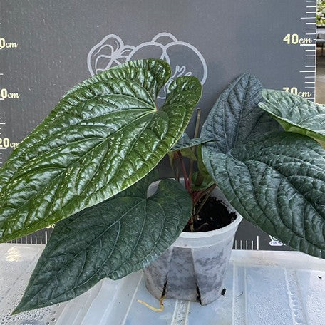 176405876244-Anthurium%20luxurians%20%C3%97%20radicans%20%E8%8A%B18.jpg