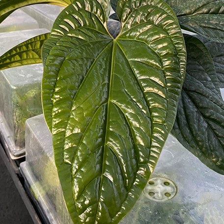176405876256-Anthurium%20luxurians%20%C3%97%20radicans%20%E8%8A%B16.jpg