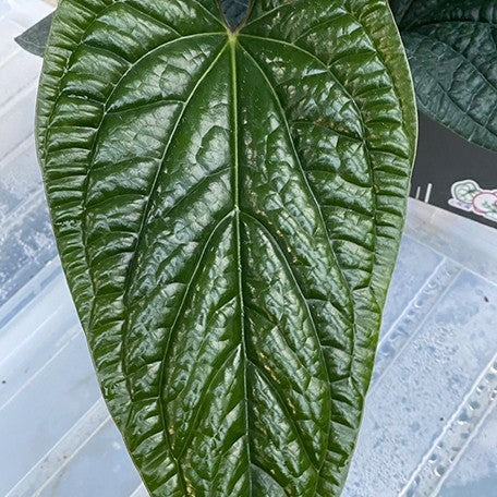 176405876261-Anthurium%20luxurians%20%C3%97%20radicans%20%E8%8A%B17.jpg