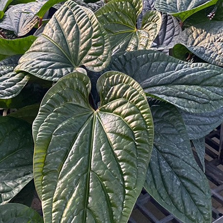 176405876298-Anthurium%20luxurians%20%C3%97%20radicans%20%E8%8A%B19.jpg