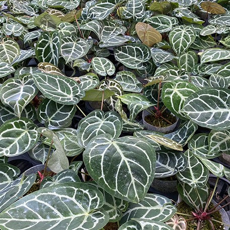 176405928331-Anthurium%20Red%20Crystallinum%20%C3%97%20'Dorayaki'%20%20%E7%B4%85%E6%B0%B4%E6%99%B6%20%C3%97%20%E9%8A%85%E9%91%BC%E7%87%92%20%E8%8A%B11.jpg