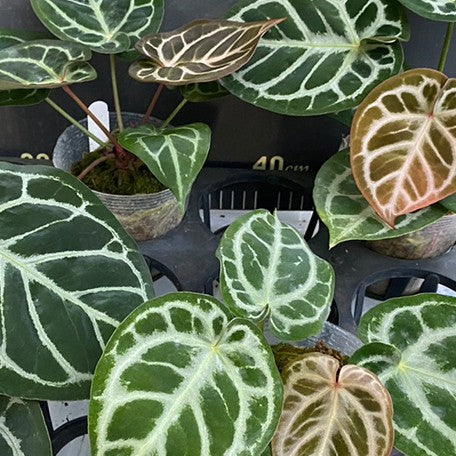 176405928346-Anthurium%20Red%20Crystallinum%20%C3%97%20'Dorayaki'%20%20%E7%B4%85%E6%B0%B4%E6%99%B6%20%C3%97%20%E9%8A%85%E9%91%BC%E7%87%92%20%E8%8A%B16.jpg