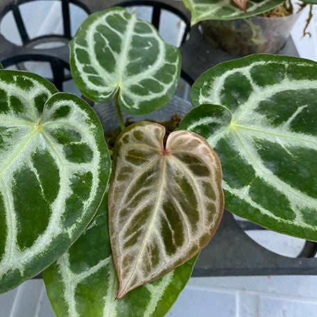 176405928355-Anthurium%20Red%20Crystallinum%20%C3%97%20'Dorayaki'%20%20%E7%B4%85%E6%B0%B4%E6%99%B6%20%C3%97%20%E9%8A%85%E9%91%BC%E7%87%92%20%E8%8A%B13.jpg