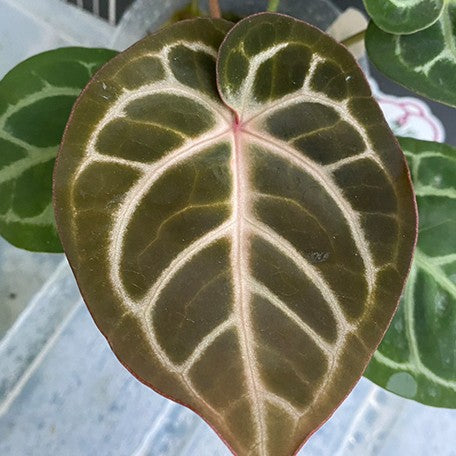 176405928376-Anthurium%20Red%20Crystallinum%20%C3%97%20'Dorayaki'%20%20%E7%B4%85%E6%B0%B4%E6%99%B6%20%C3%97%20%E9%8A%85%E9%91%BC%E7%87%92%20%E8%8A%B14.jpg