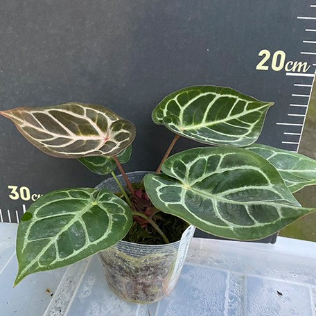 176405928395-Anthurium%20Red%20Crystallinum%20%C3%97%20'Dorayaki'%20%20%E7%B4%85%E6%B0%B4%E6%99%B6%20%C3%97%20%E9%8A%85%E9%91%BC%E7%87%92%20%E8%8A%B15.jpg