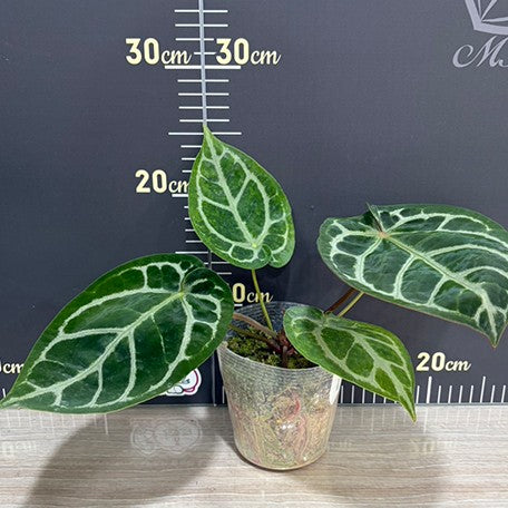 176414205651-Anthurium%20Red%20Crystallinum%20%C3%97%20'Dorayaki'%20%20%E7%B4%85%E6%B0%B4%E6%99%B6%20%C3%97%20%E9%8A%85%E9%91%BC%E7%87%92%20%E6%A4%8D%E6%A0%AA3.5''%201.jpg
