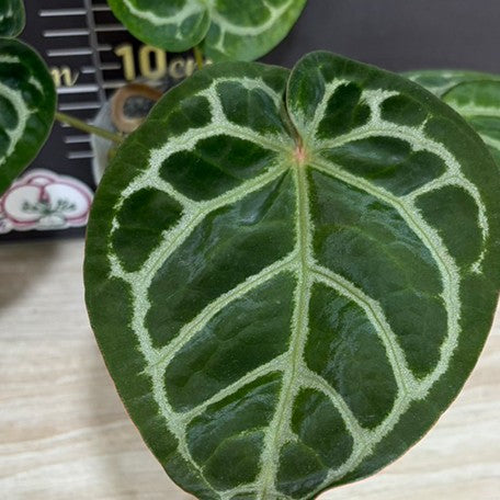 176414205655-Anthurium%20Red%20Crystallinum%20%C3%97%20'Dorayaki'%20%20%E7%B4%85%E6%B0%B4%E6%99%B6%20%C3%97%20%E9%8A%85%E9%91%BC%E7%87%92%20%E6%A4%8D%E6%A0%AA3.5''%202.jpg