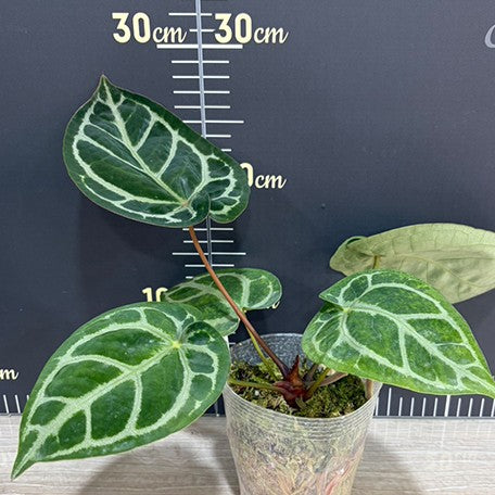 176414205669-Anthurium%20Red%20Crystallinum%20%C3%97%20'Dorayaki'%20%20%E7%B4%85%E6%B0%B4%E6%99%B6%20%C3%97%20%E9%8A%85%E9%91%BC%E7%87%92%20%E6%A4%8D%E6%A0%AA3.5''%203.jpg