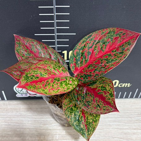 176431578716-Aglaonema%20Anyamanee%20'Phoenix'%20%E6%A4%8D%E6%A0%AA2.5''2.jpg