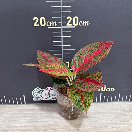 176431578734-Aglaonema%20Anyamanee%20'Phoenix'%20%E6%A4%8D%E6%A0%AA2.5''1.jpg