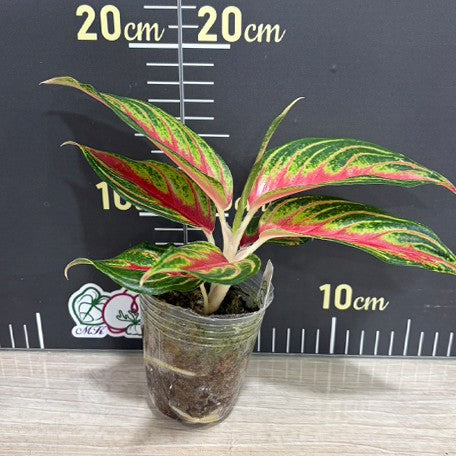 176431603259-Aglaonema%20'Hot%20Flaming'%20%E6%A4%8D%E6%A0%AA2.5''1.jpg