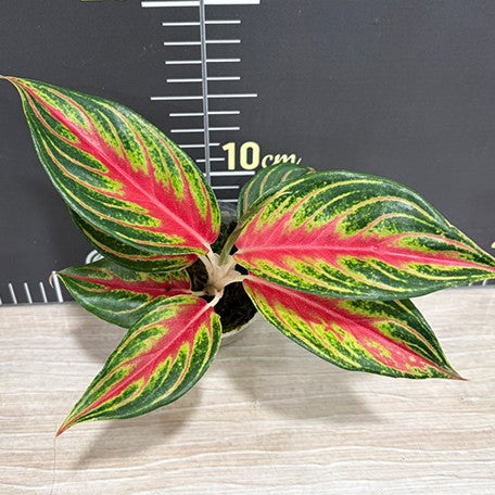 176431603295-Aglaonema%20'Hot%20Flaming'%20%E6%A4%8D%E6%A0%AA2.5''2.jpg