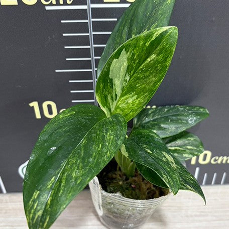 176431623955-Monstera%20standleyana%20variegated%20%E6%A4%8D%E6%A0%AA2.5''1.jpg
