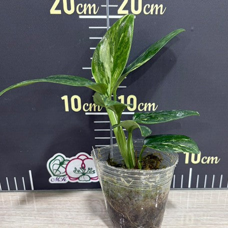 176431623984-Monstera%20standleyana%20variegated%20%E6%A4%8D%E6%A0%AA2.5''2.jpg