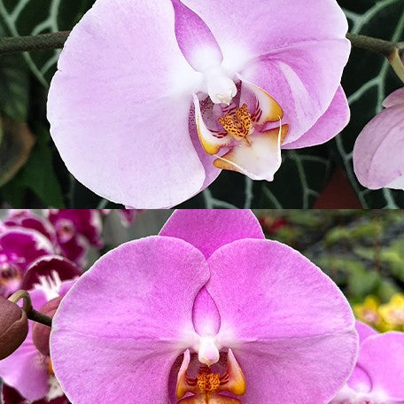 176431653395-Phal.%20Fangmei%20Black%20Piano%20%E8%8A%B11.jpg