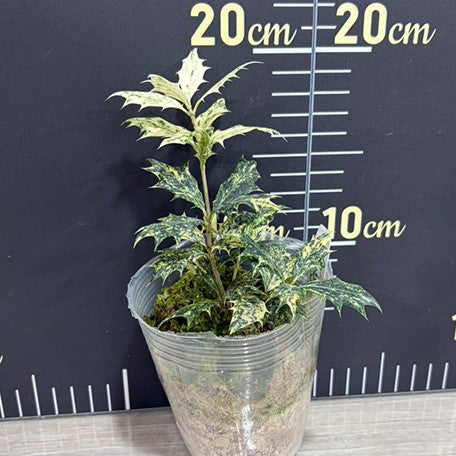 176431671734-Osmanthus%20heterophyllus%20'Goshiki'%20%E6%A4%8D%E6%A0%AA3.0''1.jpg