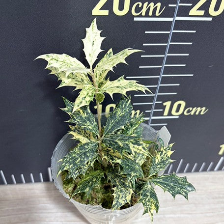 176431671783-Osmanthus%20heterophyllus%20'Goshiki'%20%E6%A4%8D%E6%A0%AA3.0''2.jpg