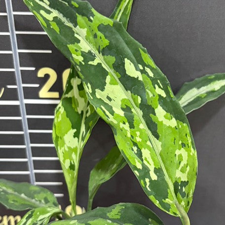 176431715115-Aglaonema%20pictum%20tricolor%20(thin)%20%E6%A4%8D%E6%A0%AA2.5''2.jpg