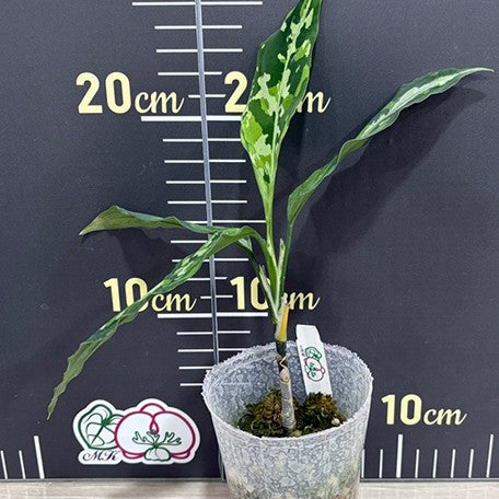 176431715138-Aglaonema%20pictum%20tricolor%20(thin)%20%E6%A4%8D%E6%A0%AA2.5''3.jpg