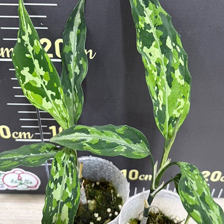176431715151-Aglaonema%20pictum%20tricolor%20(thin)%20%E6%A4%8D%E6%A0%AA2.5''1.jpg