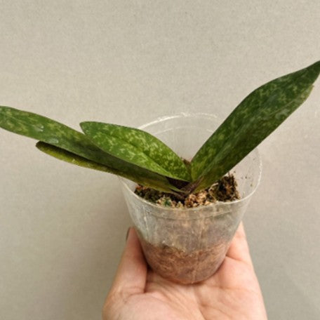 176464562088-Paph.%20niveum%20%C3%97%20sib%20%E6%A4%8D%E6%A0%AA2.5''1.jpg