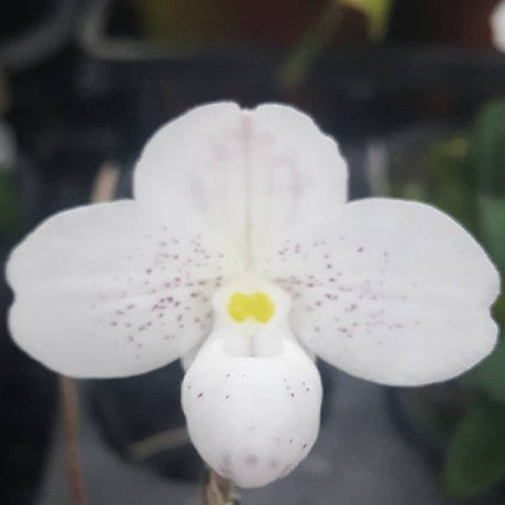 176465490914-Paph.%20thaianum%20%C3%97%20sib%20%E8%8A%B12.jpg