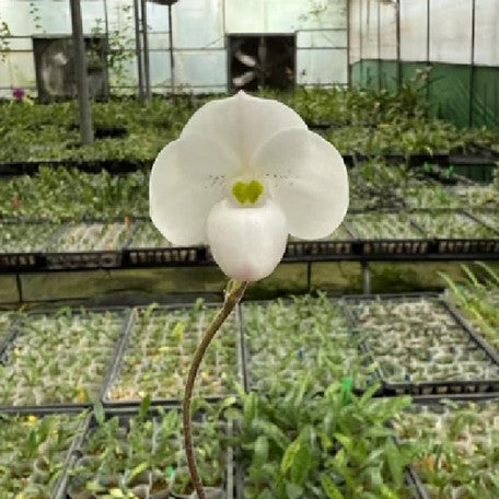176465490929-Paph.%20thaianum%20%C3%97%20sib%20%E8%8A%B15.jpg