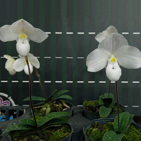 176465490961-Paph.%20thaianum%20%C3%97%20sib%20%E8%8A%B14.jpg