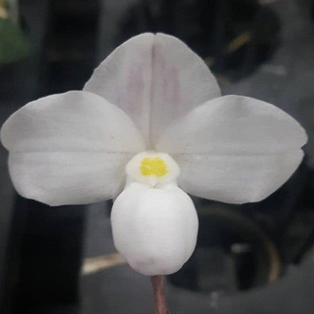176465490964-Paph.%20thaianum%20%C3%97%20sib%20%E8%8A%B13.jpg